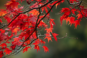 Maple leaves during autumn, Rydal Mount, Rydal, Lake District, Cumbria, England, United Kingdom, Europe