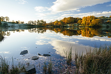 Dawn light at Loughrigg Tarn, Lake District National Park, UNESCO World Heritage Site, Cumbria, England, United Kingdom, Europe