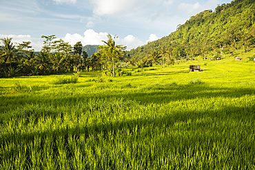 Landscape near Sidemen, Bali, Indonesia, Southeast Asia, Asia