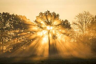 Sunrise over trees, Les Landes, Nouvelle-Aquitaine, France, Europe