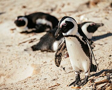 Boulders Beach Penguin Colony, Cape Town, Western Cape, South Africa