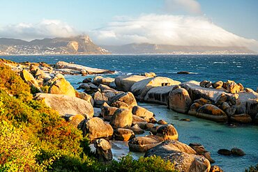 Boulders Beach, Cape Town, Western Cape, South Africa