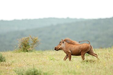 Warthog, Addo Elephant National Park, Eastern Cape, South Africa