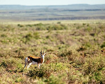 Springbok, Karoo National Park, Beaufort West, Western Cape, South Africa