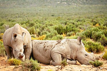 White Rhino, Aquila Private Game Reserve, Touws River, Western Cape, South Africa