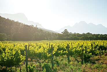 Wine vineyards near Franschhoek, Western Cape, South Africa