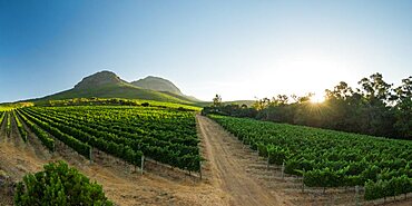 Aerial view of wine vineyards near Stellenbosch, Western Cape, South Africa