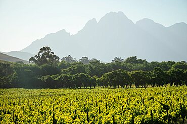 Wine vineyards near Franschhoek, Western Cape, South Africa