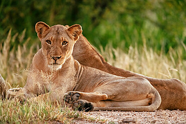 Lioness, Timbavati Private Nature Reserve, Kruger National Park, South Africa, Africa