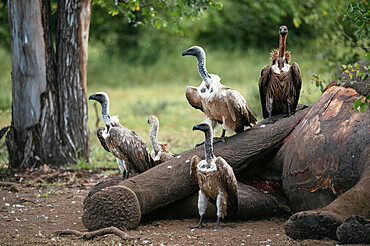 White-backed Vultures standing over Elephant carcass, Makuleke Contractual Park, Kruger National Park, South Africa, Africa