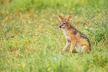 Jackal, Makuleke Contractual Park, Kruger National Park, South Africa, Africa