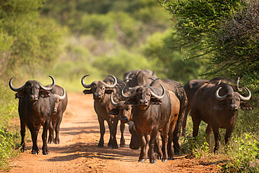 Cape Buffalos, Marataba, Marakele National Park, South Africa, Africa