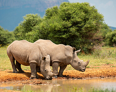 White Rhinos at Watering Hole, Marataba, Marakele National Park, South Africa, Africa