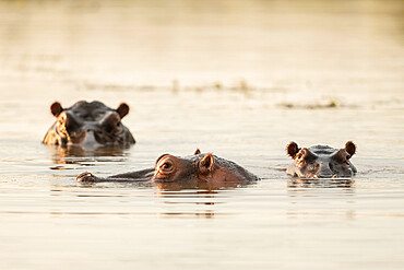 Hippo in Motlhabatsi River, Marataba, Marakele National Park, South Africa, Africa