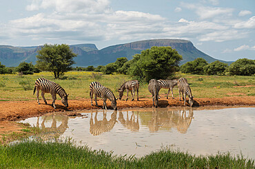 Burchell's Zebras at Watering Hole, Marataba, Marakele National Park, South Africa, Africa