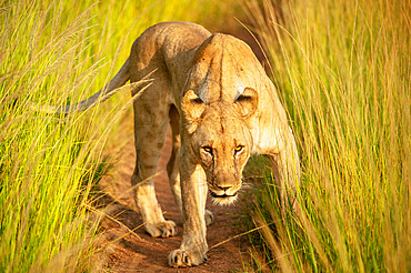 Lioness, Marataba, Marakele National Park, South Africa, Africa