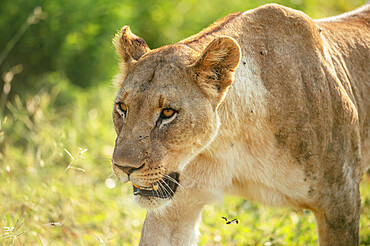 Lioness, Marataba, Marakele National Park, South Africa, Africa