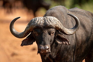 Cape Buffalo, Marataba, Marakele National Park, South Africa, Africa