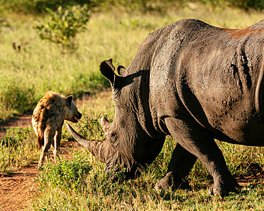 Hyena walking past White Rhino, Timbavati Private Nature Reserve, Kruger National Park, South Africa, Africa