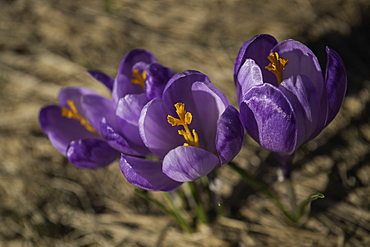 Crocus Flowers, Fagaras Mountains, Arges County, Muntenia, Romania, Europe