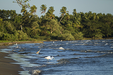 Great Egret (Ardea alba), San Fernando Beach, Ometepe Island, Rivas State, Nicaragua, Central America