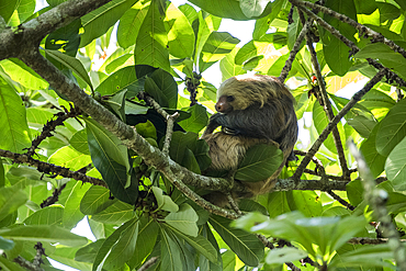 Sloth in tree, Sarapiqu, Costa Rica, Central America