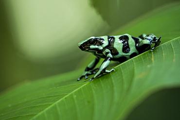 Green and black poison dart frog (Dendrobates auratus), Sarapiqui, Costa Rica, Central America