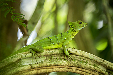 Jesus Christ Lizard (Common Basilisk), Sarapiqui, Costa Rica, Central America