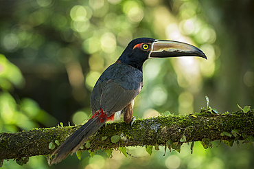 Toucan, Sarapiqui, Costa Rica, Central America