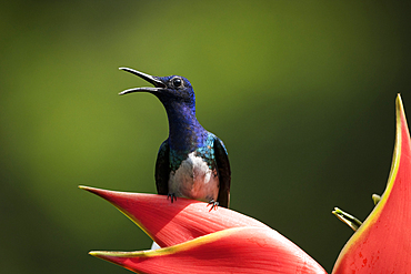 White-necked Jacobin Male Hummingbird, Lowland rainforest, Sarapiqui, Costa Rica, Central America