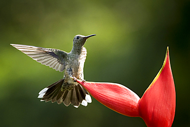 Scaly-breasted Hummingbird, Lowland rainforest, Sarapiqui, Costa Rica, Central America