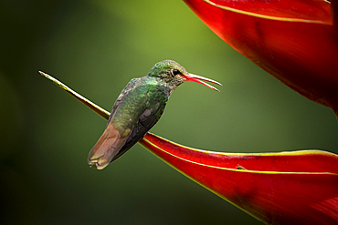 Rufous-tailed Hummingbird, Lowland rainforest, Sarapiqui, Costa Rica, Central America