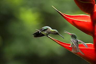 Hummingbirds, Lowland rainforest, Sarapiqui, Costa Rica, Central America