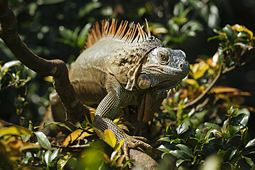 Green Iguana (Iguana iguana), Alajuela Province, Costa Rica, Central America