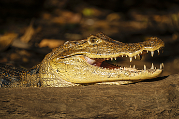 Caiman, Cano Negro, Alajuela Province, Costa Rica, Central America