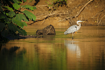 Great blue Heron, Cano Negro, Alajuela Province, Costa Rica, Central America