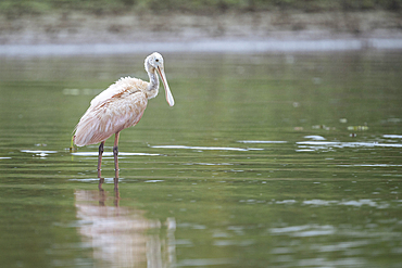 Roseate Spoonbill, Cano Negro, Alajuela Province, Costa Rica, Central America