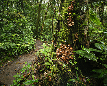 Santa Elena Cloud Forest Reserve, UNESCO World Heritage Site, Guanacaste Province, Costa Rica, Central America