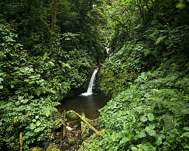 Monteverde Cloud Forest Biological Preserve, Puntarenas Province, Costa Rica, Central America