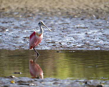 Roseate Spoonbill (Platalea ajaja), Tarcoles River, Garabito, Puntarenas Province, Costa Rica, Central America