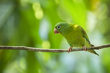Parakeet, Sarapiquí, Costa Rica, Central America