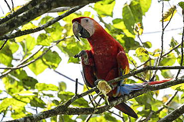 Scarlet Macaw (Ara macao), Sarapiquí, Costa Rica, Central America