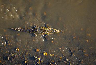 Crocodile, Tarcoles River, Garabito, Puntarenas Province, Costa Rica, Central America