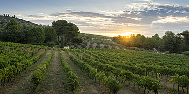 Vineyards at dawn, Puyloubier, Bouches du Rhone, Provence Alpes Cote d'Azur, France, Europe