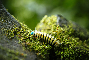 Caterpillar on rock near Diablo Waterfalls (Pailon del Diablo), Tungurahua Province, Ecuador