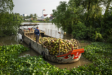 Man loading coconuts onto boat, Can Tho Province, Mekong Delta, South Vietnam