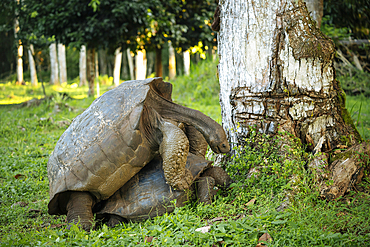 Galapagos Giant Tortoise, Santa Cruz Island, Galapagos Islands, Ecuador
