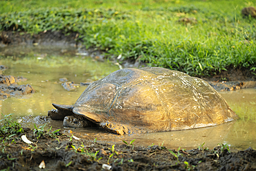 Galapagos Giant Tortoise, Santa Cruz Island, Galapagos Islands, Ecuador