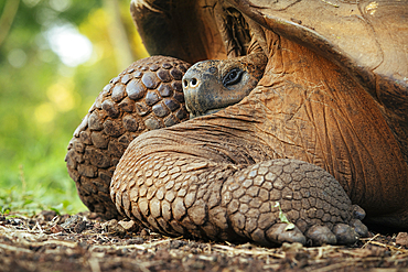 Galapagos Giant Tortoise, Santa Cruz Island, Galapagos Islands, Ecuador