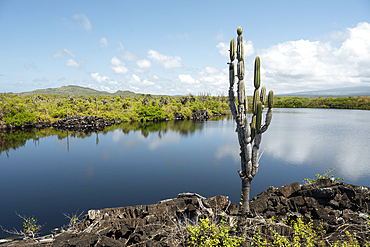 Isla Isabela, Galapagos Islands, Ecuador